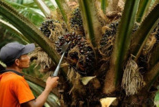 Konservasi Hutan di Tengah Ekspansi Perkebunan Sawit, Tantangan dan Solusi Berkelanjutan