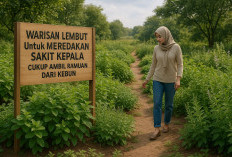 Warisan Lembut Untuk Meredakan Sakit Kepala, Cukup Ambil Ramuan Dari Kebun 