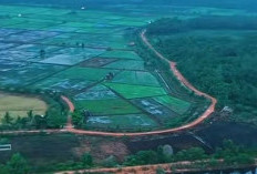 Sawah Redap, Mutiara Tersembunyi di Desa Kimak, Kabupaten Bangka