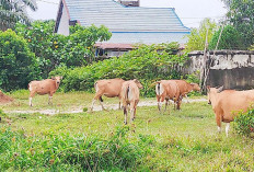 Ternak Berkeliaran PR Yang Tak Kunjung Terselesaikan