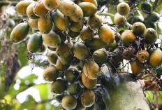 Pinang Muda: Rahasia Tradisional untuk Kesehatan dan Vitalitas