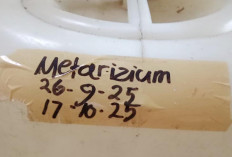 Produk Organik Terbukti Efektif Atasi Hama dan Penyakit Tanaman di Mukomuko