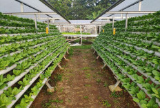Hidroponik Paralon: Solusi Praktis Berkebun di Lahan Sempit
