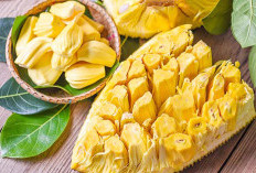 Makan Buah Nangka Ternyata Bisa Men cegah Penuaaan Dini 