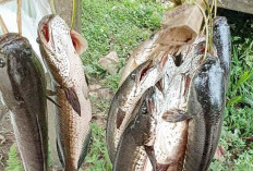 Catat, Kandungan Gizinya Ikan Air Tawar terbaik, Adalah Ikan Gabus, Berikut Cara Budidayanya