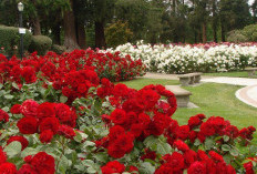 Peluang Bisnis Mawar: Ide Kreatif untuk Meraup Untung dari Bunga Romantis Ini!