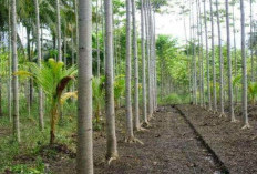 Budidaya Sengon, Potensi Ekonomi dan Keberlanjutan Lingkungan