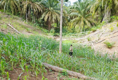 Tim Penilai Sadesahe Mulai Turun ke Lapangan