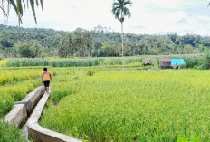 Sawah di Selagan Raya Tersisa 671 Ha, Ini Penyebabnya 