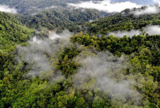 Hutan Indonesia Surga Tersembunyi Hewan Eksotik