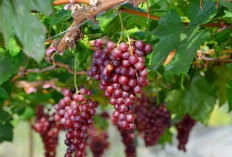 Tips Memilih Anggur Merah yang Berkualitas: Perhatikan Warna, Aroma, dan Label!