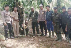 Pantau Pergerakan Harimau, BKSDA Pasang Kamera Trap 