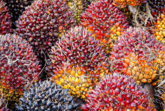 Kelapa Sawit: Salah Satu Komoditas Strategis yang Memberikan Kontribusi Signifikan Bagi Prekonomian Indonesia