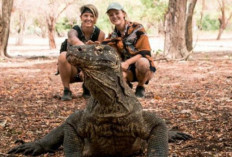  Berpetualang ke Pulau Komodo Persiapan yang Wajib Dilakukan