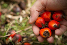 Jenis-Jenis Varietas Kelapa Sawit dan Keunggulannya