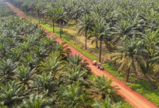 Mengenal Sawit Regeneratif: Masa Depan Perkebunan Tanpa Merusak Alam