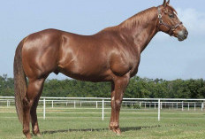 Dari Kuda Arab Hingga Kuda Sandalwood: Mengenal Ragam Jenis Kuda dan Keunggulannya!