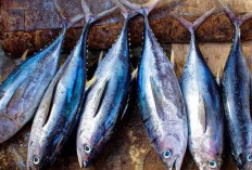 Waspada, Beberapa Jenis Ikan mengandung Tinggi Merkuri dan Memicu Keracunan,Apa saja?