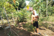 Warga Sido Makmur Manfaatkan Pekarangan Rumah Tanam Sayur dan Buah