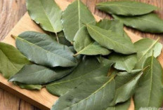Rutin Olahraga dan Banyak Minum Air Putih, Ini 5 Daun Herbal Untuk Asam Urat