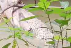 Buaya Menampakkan Diri di Pelokan, Warga Tirta Makmur Diminta Waspada