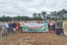 Penanaman Jagung Ketahanan Pangan di Lubuk Gedang, Dukung Program Presiden 