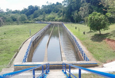 Bulan Depan Giliran Irigasi DI Manjuto Kiri Dikeringkan 
