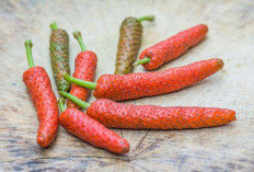 Cabe Jawa: Si Kecil Pedas dengan Segudang Manfaat