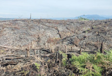 Diduga Lindungi Kelalaian Dua Perusahaan, Ditjen PHL Kemenhut Disorot atas Kerusakan Hutan Gajah Seblat
