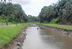 DI Manjuto Kiri Dikeringkan, Warga Ramai-ramai Mencari Ikan