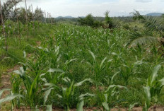 Smart Farming di Tengah Kebun Sawit: Petani Generasi Z Mulai Ambil Alih