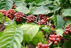 Bagi Pekebun Pemula Jika Ingin Nanam Kopi Dengan Hasilnya Maksimal Perhatikan 7 Langka Berikut