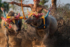 Pacu Jawi, Tradisi Balapan Sapi yang Spektakuler dari Sumatera Barat