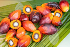 Selain Digunakan Sebagai Bahan Mengelola Makanan, Ini 4 Manfaat Kelapa Sawit Untuk Kesehatan Tubuh