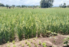Panen Raya Padi DI Manjuto Kanan Diperkirakan Mulai Bulan Depan