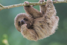 Sloth Si Lamban yang Menawan, Sang Ahli Kamuflase di Hutan Hujan