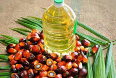 Sertifikasi ISPO dan RSPO dalam Industri Sawit Perbedaan, Persamaan, dan Dampaknya