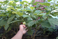 Manfaatkan Pekarangan Rumah, Warga Arah Tiga Tanam Sayur dan Buah