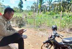 Penilaian Lomba Sadesahe Jagung di Mukomuko Dihentikan Sementara