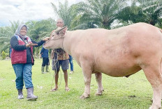Jumlah Hewan Kurban Mukomuko Tahun Ini Diperkirakan Menurun 