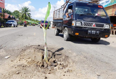 Tanam Pisang di Jalan Nasional, Lebih dari Sekedar Protes 