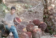 RI Maksimalkan Pengolahan Minyak Kelapa Sawit Hingga Membuat B100