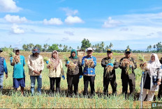 Kadis Pertanian Mukomuko Apresiasi Petani yang Menanam Bawang Merah