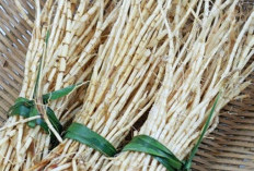 Alang-alang Lebih dari Sekadar Rumput Liar, Harta Karun Khasiat Alami