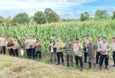 Jagung Ketahanan Pangan Polsek Lubuk Pinang Dipanen  