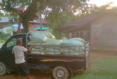 Petani Padi Senyum Sumringah Harga Gabah Tembus Rp 5.800