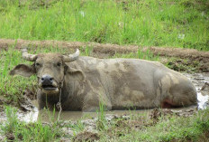 Lebih Mahal dari Sapi, Mengapa Harga Kerbau Selangit?