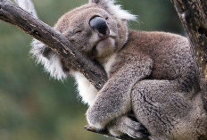 Koala, Si Gemas yang Punya Sidik Jari Mirip Manusia dan Fakta Unik Lainnya!