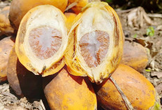 Harga Pinang Naik, Petani Mulai Bergairah Kembali