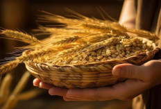 Peluang Bisnis Gandum: Ide Kreatif untuk Meraup Untung dari Bahan Pangan Pokok yang Selalu Dibutuhkan!